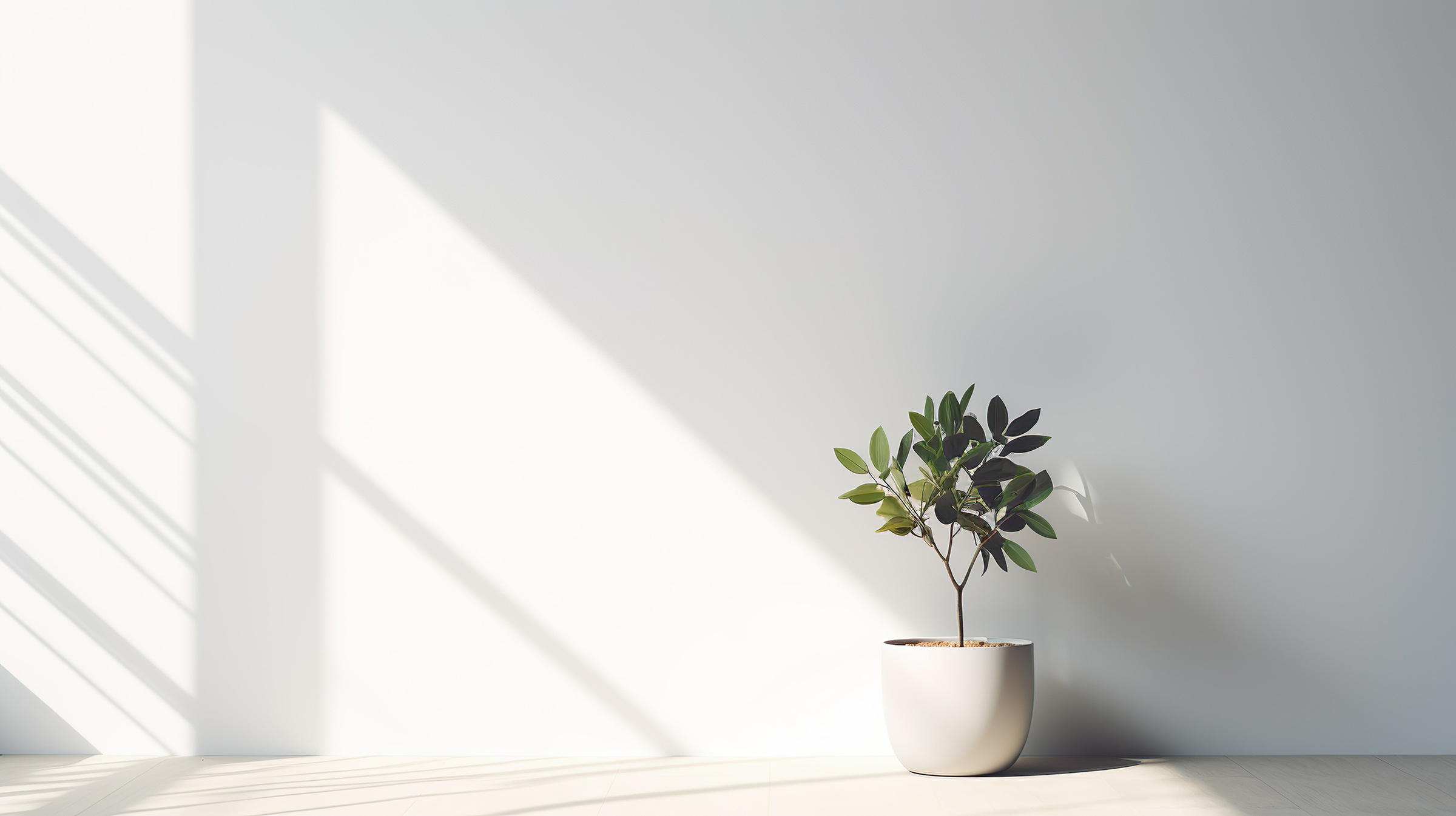 white background with a plant at JP Management